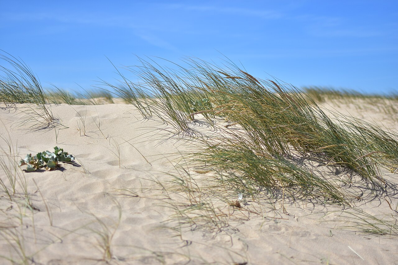 Guincho — photo 2